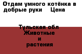 Отдам умного котёнка в добрые руки! › Цена ­ 10 - Тульская обл. Животные и растения » Кошки   